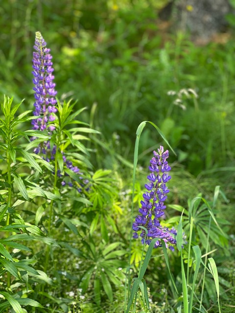 Edmunston to Kingsclear, New Brunswick – 20 June 2023