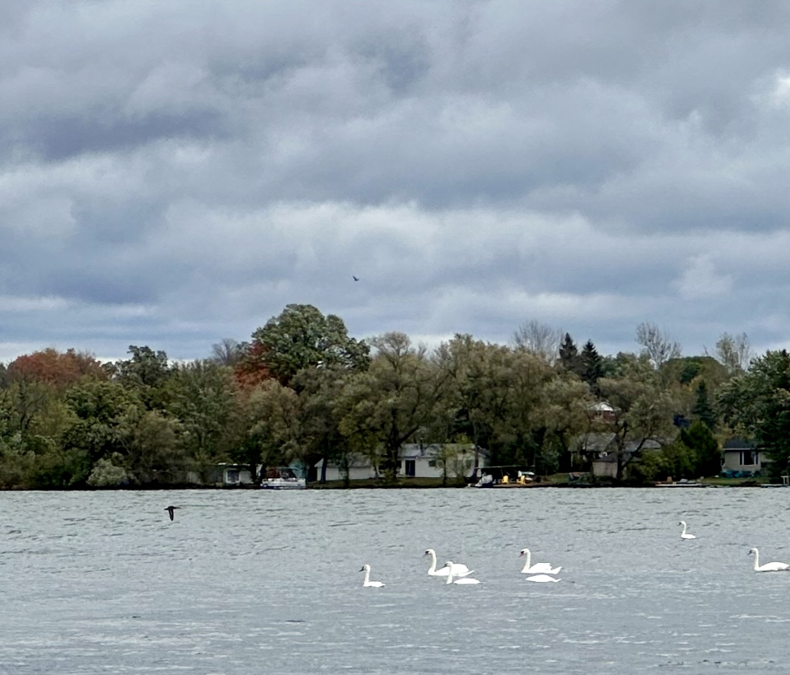 swans on lake in kingston