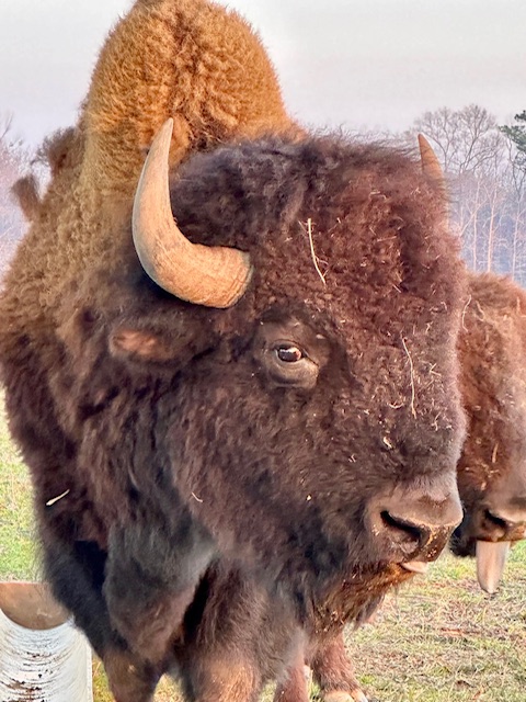 Bison