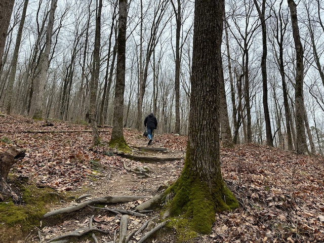 Oak mountain trail