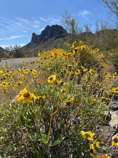 picacho peak