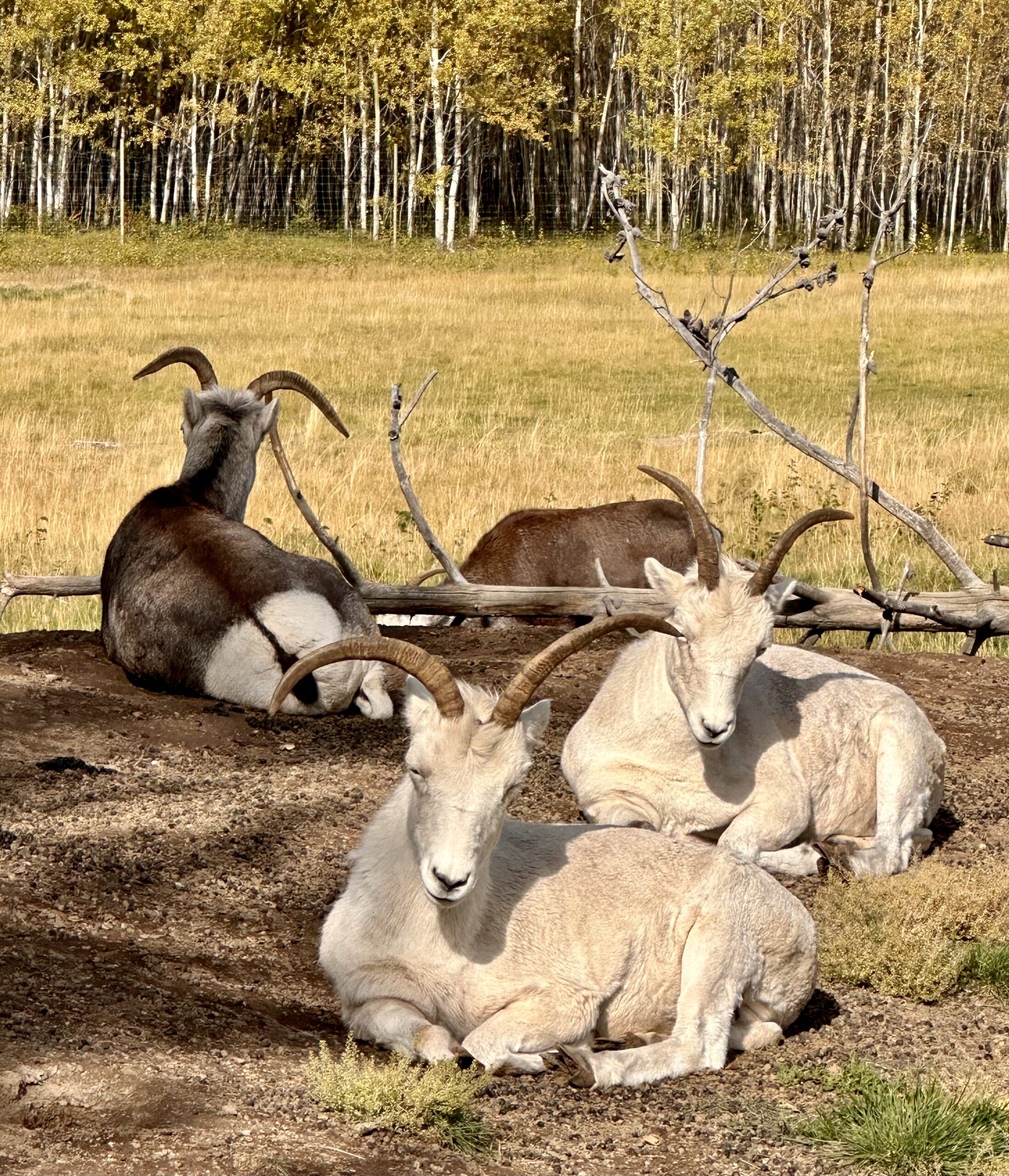 Dall sheep