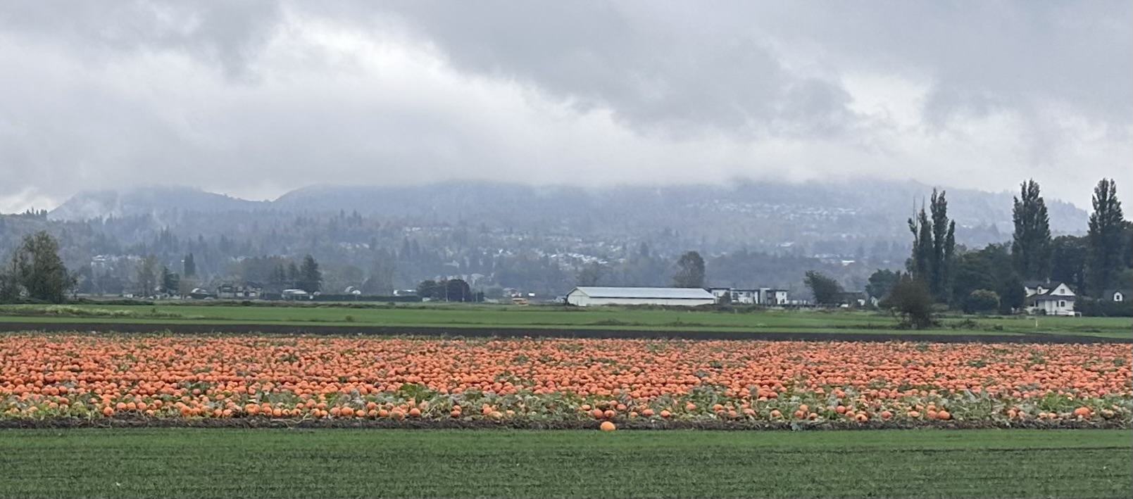 Pumpkin fields