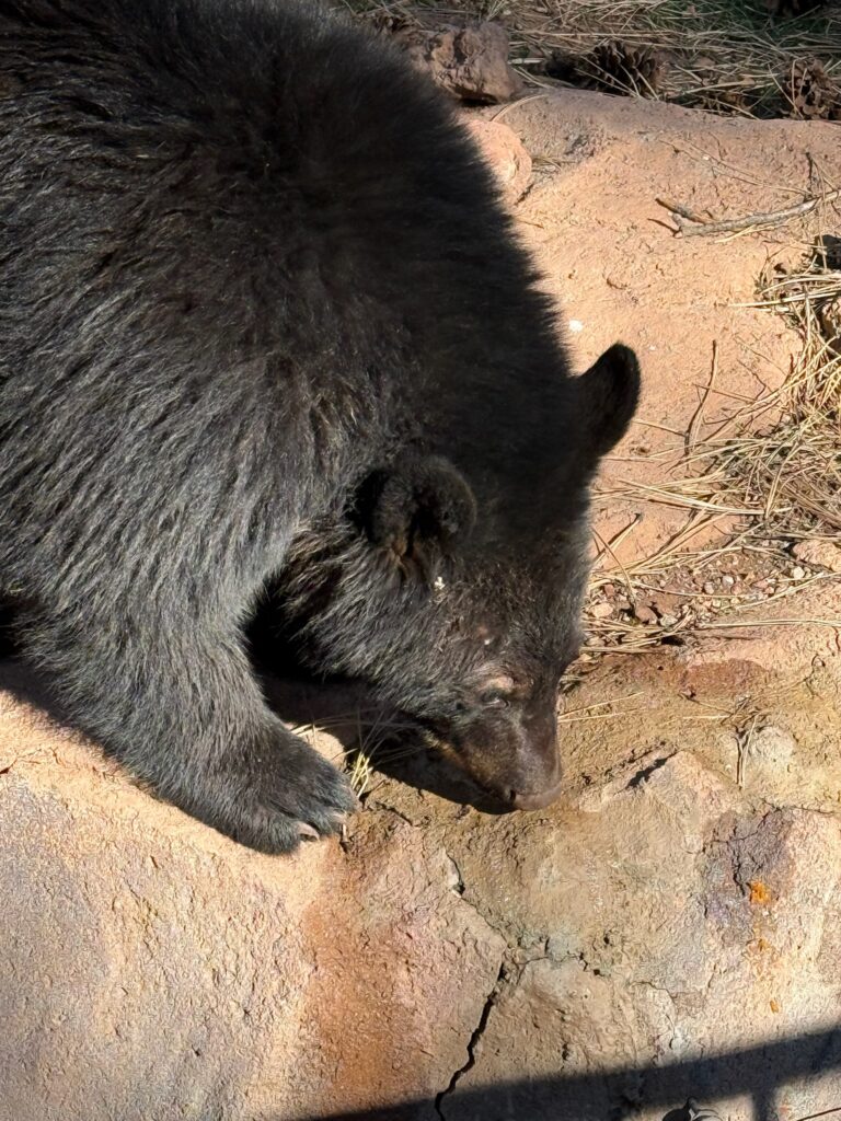 Page to Flagstaff, Arizona – 4 November 2025